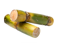 Cana-de-Açúcar