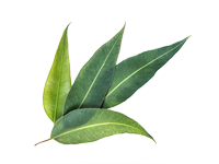 FLORESTAIS