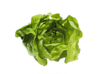 FOLHOSAS (HORTALIÇAS)