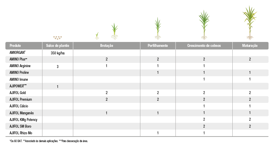 Cana-de-Açúcar Planta